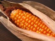 Virgo sign: Corn