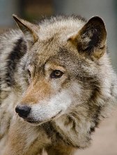 Aries sign: wolf